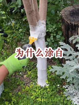 树木涂白剂:防蛀防冻护树稳,秋冬养护好帮手 秋冬树木易遭虫蛀、冻害,这款涂白剂一键搞定防护,让树木安全越冬,助力园林绿植健康生长。 #园林养护 #树木防冻 #家庭种植