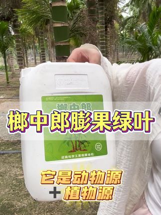 槟榔想要小果快速膨大起来,增产增收的就用它灌根#槟榔管理#槟榔种植#槟榔膨果 #槟榔高产 #槟榔保花保果