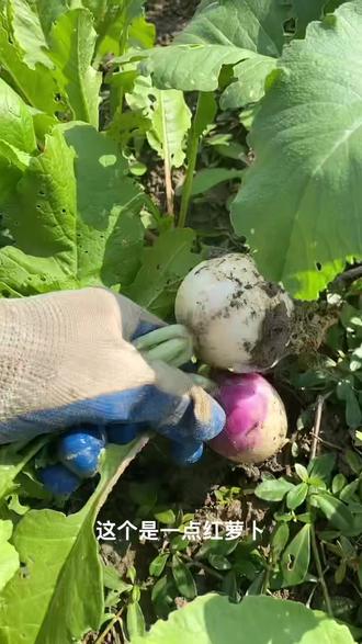 #阳台种植 秋播萝卜管理及采收