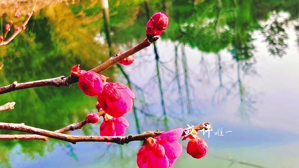 其实这个世界上什么都不是我们的,在人间,我们只是一场心灵的路过而已,或许唯一属于过我们的,只是生命刹那的快乐与悲伤,以及自己一颗思索的灵 魂,人生渺如尘埃,小如露珠,寻常如泥土。 #人生感悟 #梅花