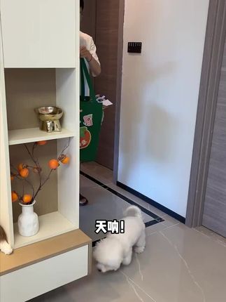 麦富迪竟然出了这么炸裂的狗狗竟然大礼包!#狗零食 #萌宠好物 #宠物零食 #科学养宠
