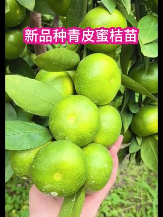 #果树苗 新品种青皮蜜桔苗 日南一号桔苗早熟青柑橘苗 嫁接无核蜜桔子树苗