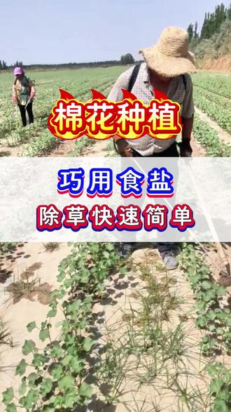 种棉花,一定要学会,巧用食盐,除草快速又简单。 #新疆棉花 #棉花 #苗期管理 #棉花种植 #棉花高产