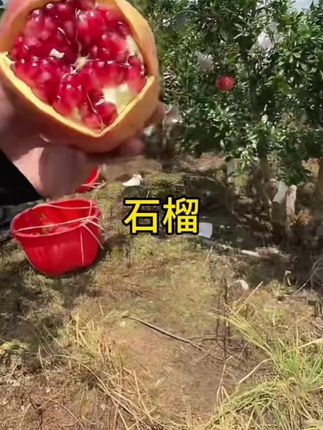 #优质农产品 #新鲜采摘 #脆甜多汁 #抖音助农 #全进华 石榴果肉晶莹剔透,香脆鲜甜,汁水丰富,平时拿来榨汁喝也不错
