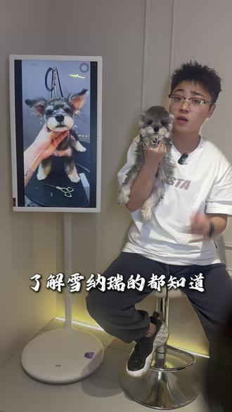 到底是刚毛好?还是软毛好?一条视频给你讲清楚! #萌宠出道计划 #雪纳瑞 #杭州雪纳瑞 #杭州 #狗狗