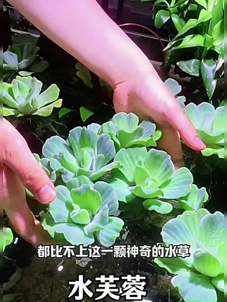 水面上绽放的朵朵水芙蓉,如轻盈的绿伞点缀其间,不仅颜值出众,为鱼缸景致添上一抹清新灵动,更兼具净化水质的实用价值。最让人惊喜的是它的好养程度——无需精心照料,随便往缸里一放,便能悄然扎根、不断繁殖,轻松为水族环境注入生机。#水草造景 #养鱼日记 #水芙蓉@抖加 上热门 dou+ 热点宝🔥
