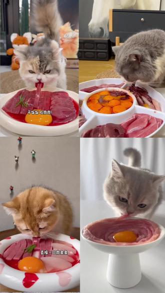 这条视频很长,估计完播率会很差,但我依然想发,希望看到这个内容的猫家长能科学喂养猫咪#养猫新手 #养猫人 #猫咪喂养 #科学养猫 #猫咪