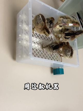 用这款机器孵不出小鸡你来找我 用这款机器孵不出小鸡你来找我#孵化器 #人工孵化 #三农养殖 #养殖技术