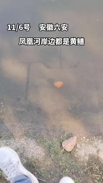 兄弟们快看,凤凰河岸边怎么都是黄鳝呀?#原来钓鱼才是抖音运动顶流 #2023dou来钓鱼 #秋天大家dou来钓大鱼