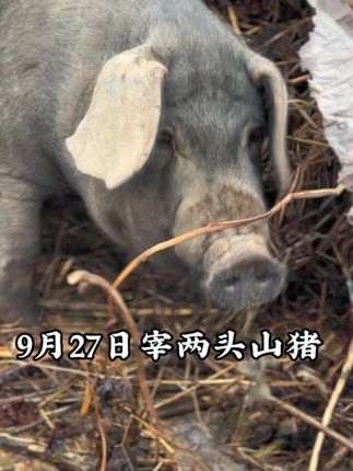 明天,9月27日,周六,宰两头跑山猪。其中一头已经差不多被预定光了。需要香猪肉的哥姐明天约#农村土猪 #农村粮食猪 #跑山猪