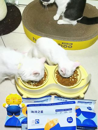 海洋之星,挑食怪嘎嘎炫的猫粮,趁活动赶紧给毛孩子安排上#新手养猫 #海洋之星鲜肉烘焙粮 #猫咪 #萌宠 #萌宠好物