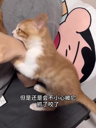 #科学养宠攻略 #猫猫#狂犬病 #养猫人