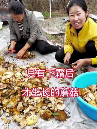 每年大家最爱吃的蘑菇 炖小鸡别提有多香了#蘑菇