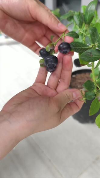 你们种的蓝莓都熟完了吗?感觉我的还要好久才能完全熟完😵😵快两个月了只摘到了8颗😂😂😂#日常vlog #蓝莓养成记 #自己种的蓝莓 #阳台种植 #蓝莓