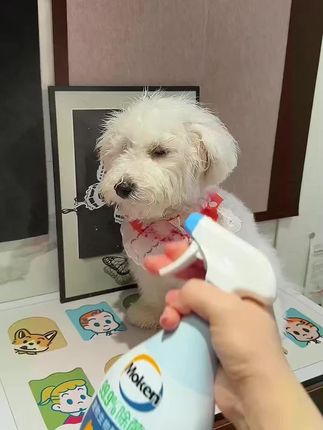 毛孩子不小心在家尿了,异味大,这个一定要备上!#宠物用品 #宠物除臭喷雾 #宠物用品 #宠物消毒 #科学养宠攻略