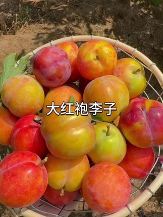 新鲜的大红袍李子来啦,现摘现发,口感特别好,每个都个大肉厚,离核脱骨,硬吃脆甜可口,软吃香甜爆汁,喜欢的赶紧尝尝吧#新鲜采摘 #优质农产品 #应季水果 #李子 #大红袍李子