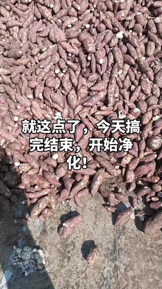 #优质农产品 红薯加工结束