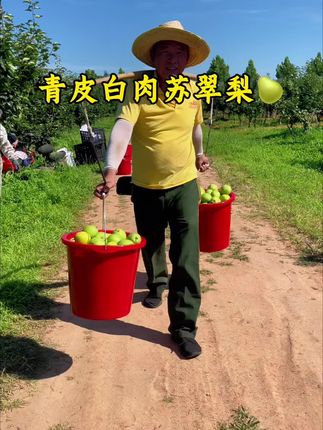 一年的汗水,换来满园翠绿!这沉甸甸的果实,是希望,是甜蜜!#梨子#苏翠梨 #丰收的季节