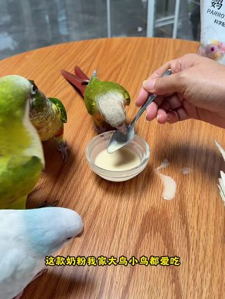 给没断奶的鹦鹉选奶粉,就选医顿,大品牌吃着放心,关键是鸟宝真爱吃😄#鹦鹉奶粉 #鹦鹉奶粉怎么选 #鹦鹉食粮 #鹦鹉小白