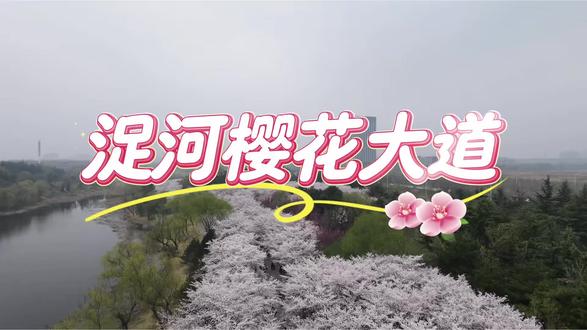 浞河樱花大道#春日赏花季