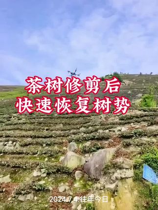 #茶树#修剪后快速恢复长势