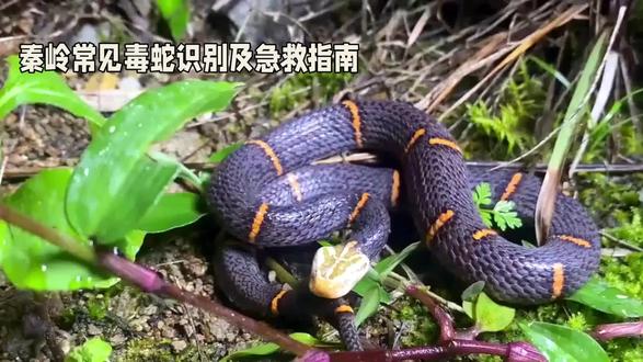 秦岭之地产毒蛇