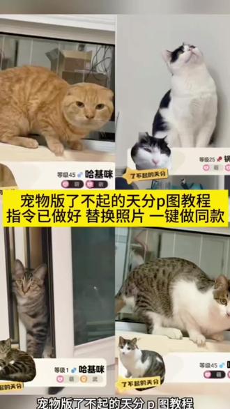 你们都在找的宠物版了不起的天分p图教程来啦 洛克王国捕捉精灵素材p图 #由小云雀seedance2.0制作 #小云雀AI #小云雀爆款马上成片#小云雀seedance#用小云雀Agent短剧一键直出 洛克王国p图素材抠图素材 了不起的天分贴纸 了不起的天分贴纸素材 了不起的天分p图教程 洛克王国p图素材 洛克王国p图教程