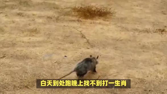 白天到处跑晚上找不到打一生肖! #内容启发搜索