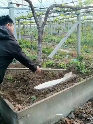 #颗粒硼 #果树种植
