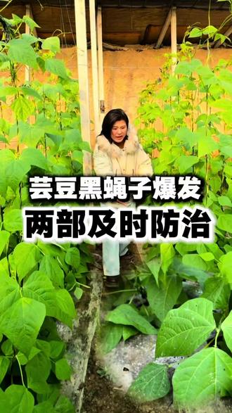 #黑头蛆 #黑蝇子#芸豆种植 @DOU+小助手 @抖音小助手