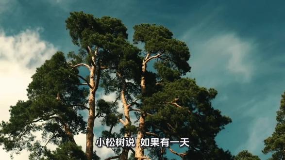 大松树和小松树