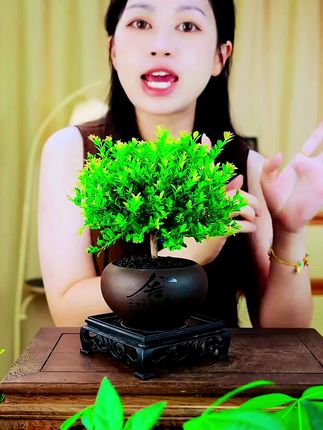 #感谢抖音平台的喜欢喝茶的朋友,一定要养一盆小叶赤楠,因为它开花特别漂亮,而且寓意也很好,象征着美好长久的爱情。把它摆在茶桌上,不仅显得很高端大气上档次,还能提升茶桌的整体格调。#绿植盆栽 #作品上热门