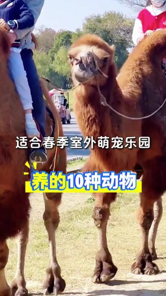 适合春季室外好养活互动性强的10种萌宠动物 #景区萌宠推荐 #萌宠动物 #萌宠动物供应 #萌宠租赁展览 #萌宠租赁公司
