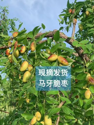 露天马牙脆枣採摘中 现摘现发