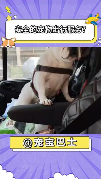 宠物出行安全至关重要,选择宠宝巴士获得安心舒适的出行体验#宠宝巴士#宠物出行#宠物托运#宠物服务