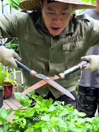 #硫酸亚铁 防止花卉绿植黄叶掉叶 使用后叶片油绿开花多 改善土壤酸碱度 #家庭种植