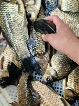 新鲜鲫鱼顺丰包邮微山湖纯生态野生鲫鱼#野生鲫鱼