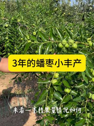 三年的蟠枣园子,算是个小丰产吧#三农流量扶持计划 #蟠枣 #蟠枣树苗 #枣树 #抖音助力三农上热门