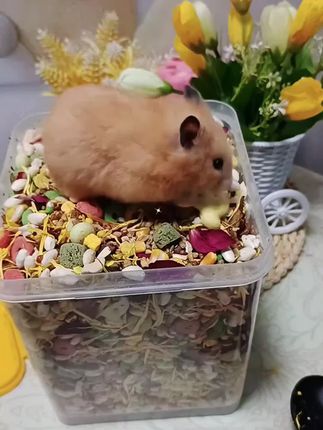 #仓鼠宝宝的日常 #仓鼠粮食推荐 @抖加🔥上热门🔥dou+🔥热点宝