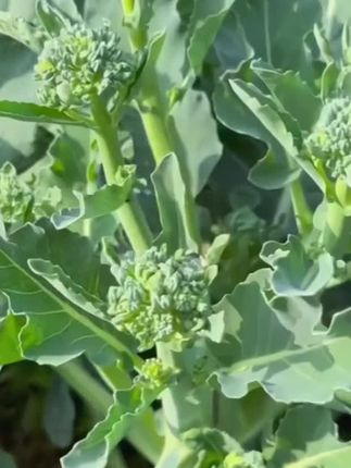 想在阳台实现蔬菜自由吗?给大家推荐早熟西兰苔种子。它集西兰花与芥蓝优点于一身,适应性强,无论是春播、夏播还是秋播都适宜。不管是城市阳台盆栽,还是有小块土地的农家小院,都能轻松种植。种子种出的西兰苔生长周期短,成熟后富含营养。无需大面积土地,在有限空间里就能拥有绿色新鲜的自产蔬菜,让你随时品尝新鲜与健康,快来试试吧。#美食 #新农人计划 #我的农村生活 #日常分享