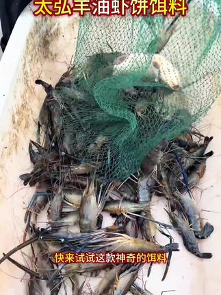 喜欢户外下地笼的老铁,一定要试试这款太弘羊油虾饼饵料#太弘虾饼 #太弘羊油小饼子 #抓虾饵料 #抓河虾 #抓河虾饵料