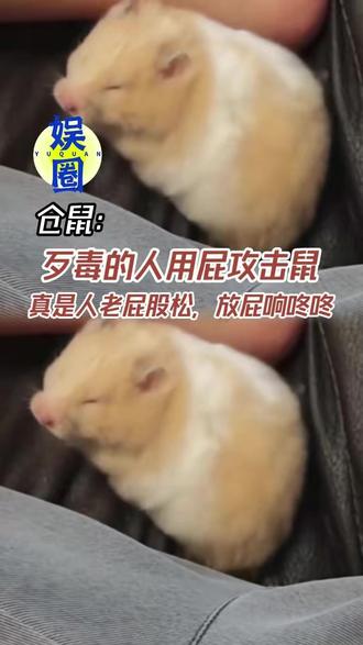 仓鼠:鼠把你放心里,你把鼠放屁里 #仓鼠 #放屁 #搞笑 #娱乐评论大赏