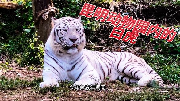 昆明动物园内的白虎 昆明动物园内的白虎
今年彝族年期间,带着两个孙女去昆明动物园参观,两孙女对白虎更是迷念。白虎是中国古代神话中的四大神兽之一,它守护的是西方。古人对自然界的许多动物都充满了敬畏之心,于是便把白虎等作为自己的图腾加以崇拜。
白虎象征着武力、威严和权力,在阵前可以起到镇压的作用。南方的很多民族都有祭白虎的民俗。据说,白虎是口舌和是非之神。民间认为那些骁勇善战的武将都是白虎星投胎转世的。
昆明动物园是云南省内较大的动物园了。园内的白虎是孟加拉虎的白色变种,因为毛色的变异而变得较为珍稀。走进白虎馆,我俩孙女就被馆内威风凛凛的大白虎吸引了。白虎那白色的皮毛配上黑条纹,显得格外独特。它的体型健壮,姿态优雅,一双眼睛炯炯有神,让人觉得既可爱又有点可怕。