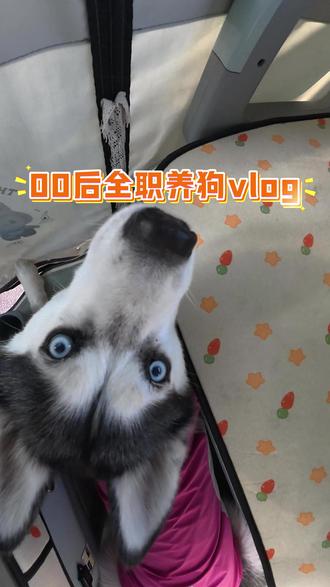 养狗日常vlog#哈士奇