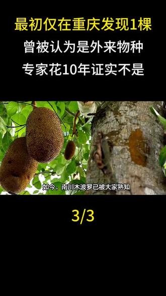 最初仅在重庆发现1棵,曾被认为是外来物种,专家花10年证实不是#野果子 #草本植物 #百科知识 #涨知识