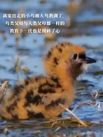 调皮的鸟宝被教训了
