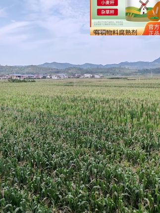 秸秆还田腐熟剂玉米水稻麦秆等发酵修复土壤提高肥料#秸秆还田腐熟剂 #修复土壤 #还田腐熟剂 #还田腐熟 #腐熟剂
