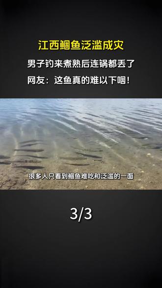 江西鲴鱼泛滥成灾,男子钓来煮熟后连锅都丢了 网友:这鱼真的难以下咽!#鲴鱼 #江西 #科普