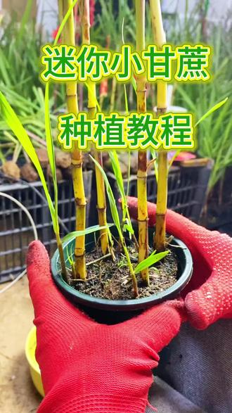 很火的迷你小甘蔗种植教程来了#迷你小甘蔗