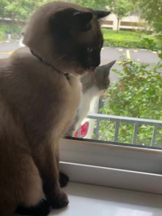 #记录猫咪日常 唇部精华油